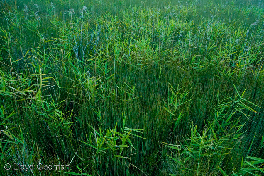 Grass Wilsons Prom Victoria Australia