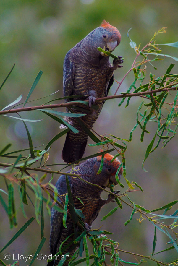 Male Gang Gang Cockatoo  Australia