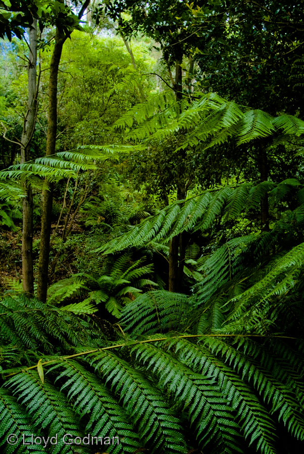 Bush, Australia © Lloyd Godman