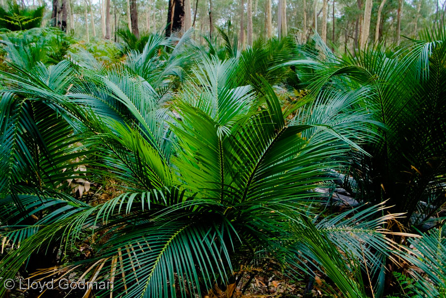 Coastal Cycad Bush, NSW, Australia