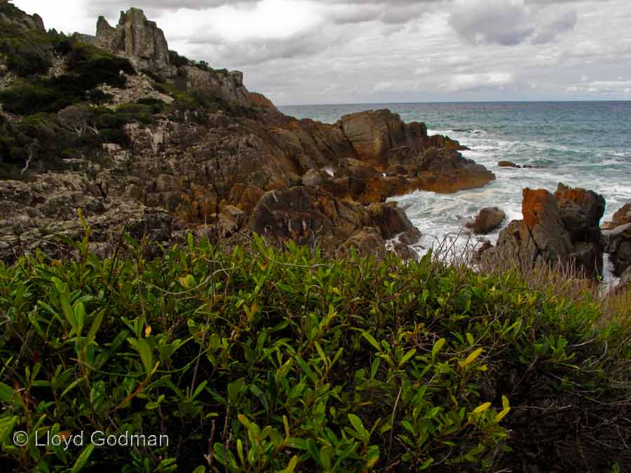 Coastal rock, Mimosa Rocks, NSW, Australia