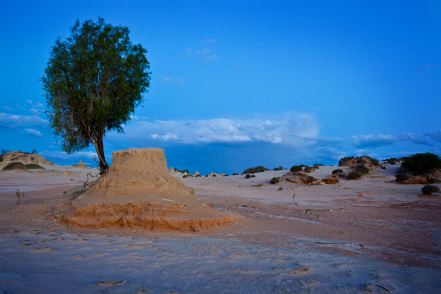 Climbing desert Tree - Lake Mungo - Luna Light Painting I - Lloyd Godman - 2009