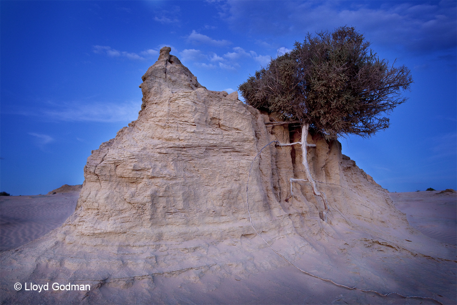 Climbing desert Tree - Lake Mungo - Luna Light Painting I - Lloyd Godman - 2009