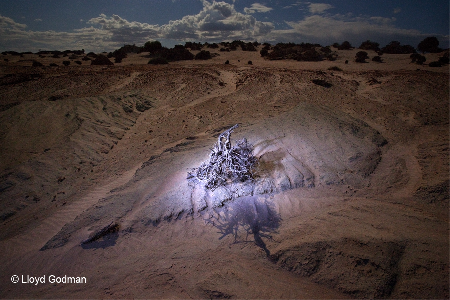 Climbing desert Tree - Lake Mungo - Luna Light Painting I - Lloyd Godman - 2009