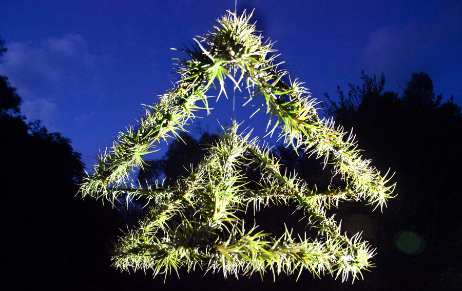Double Pyramid, tilandsia plant, rotating air garden, Lloyd Godman