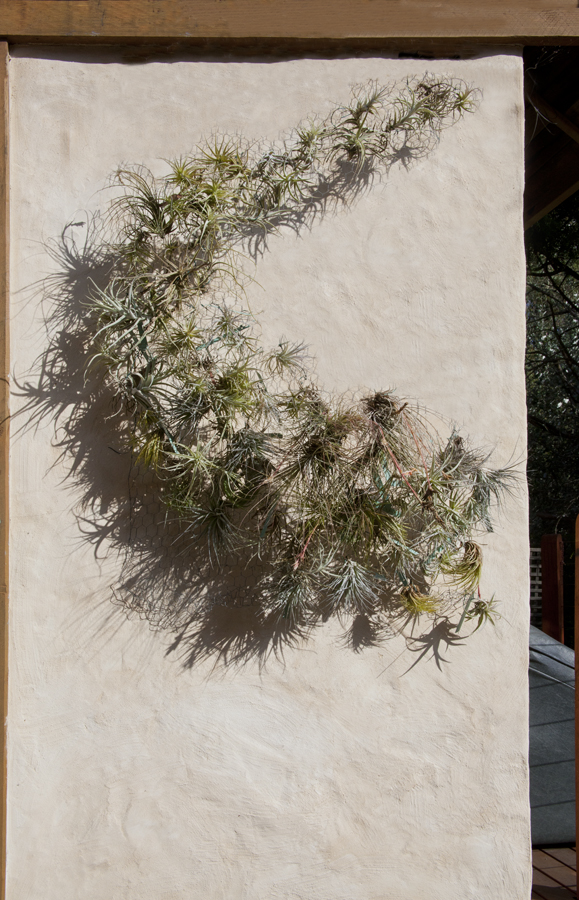 Shadow dance wall garden, lloyd godman