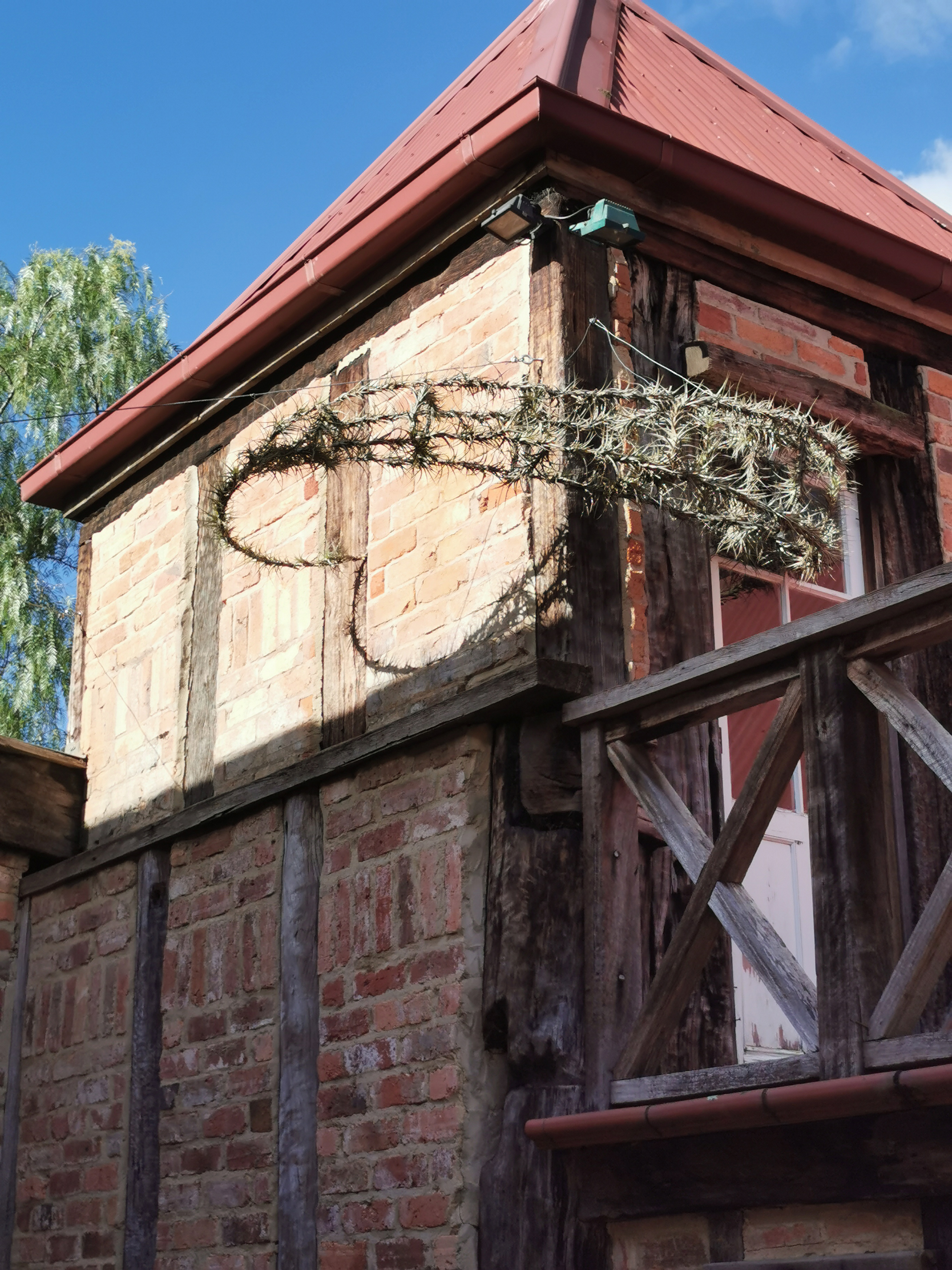 Within You Without You - part of Baldessin Studio the Story exhibition curated by Christine Johnson - Montsalvat steel armatures and Tillandsia plants July 2019 