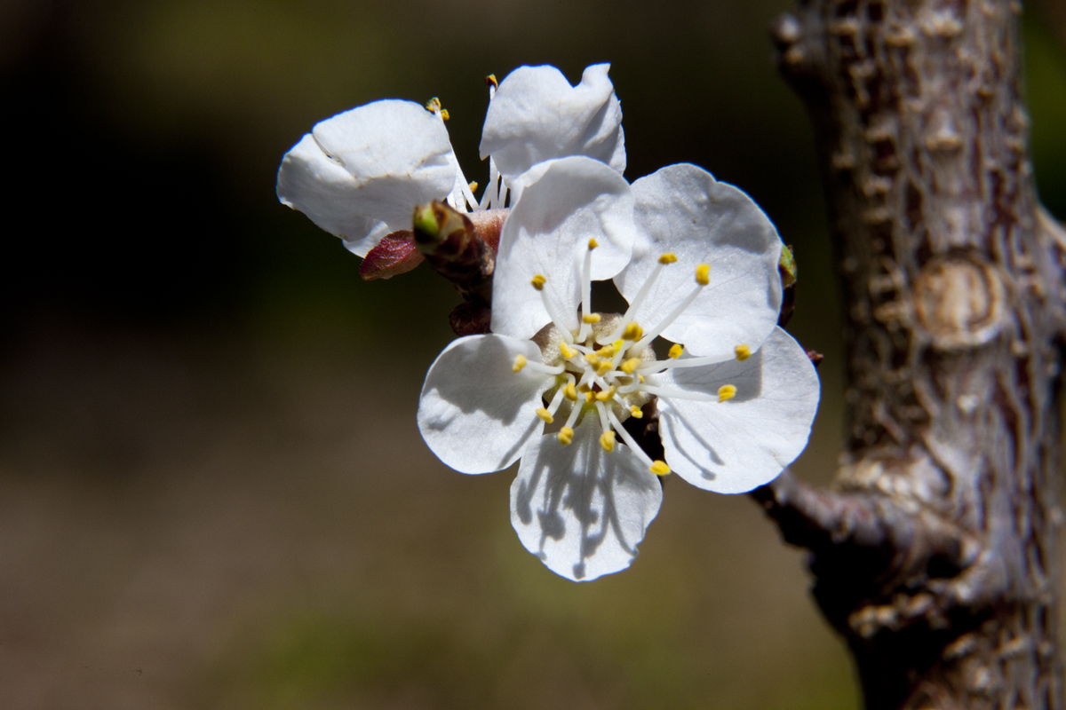 Apricot blossom