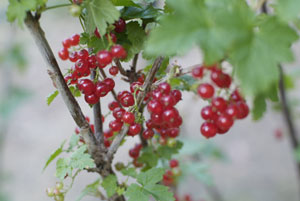 red currants