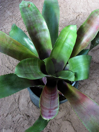 Aechmea fasiata purpusean