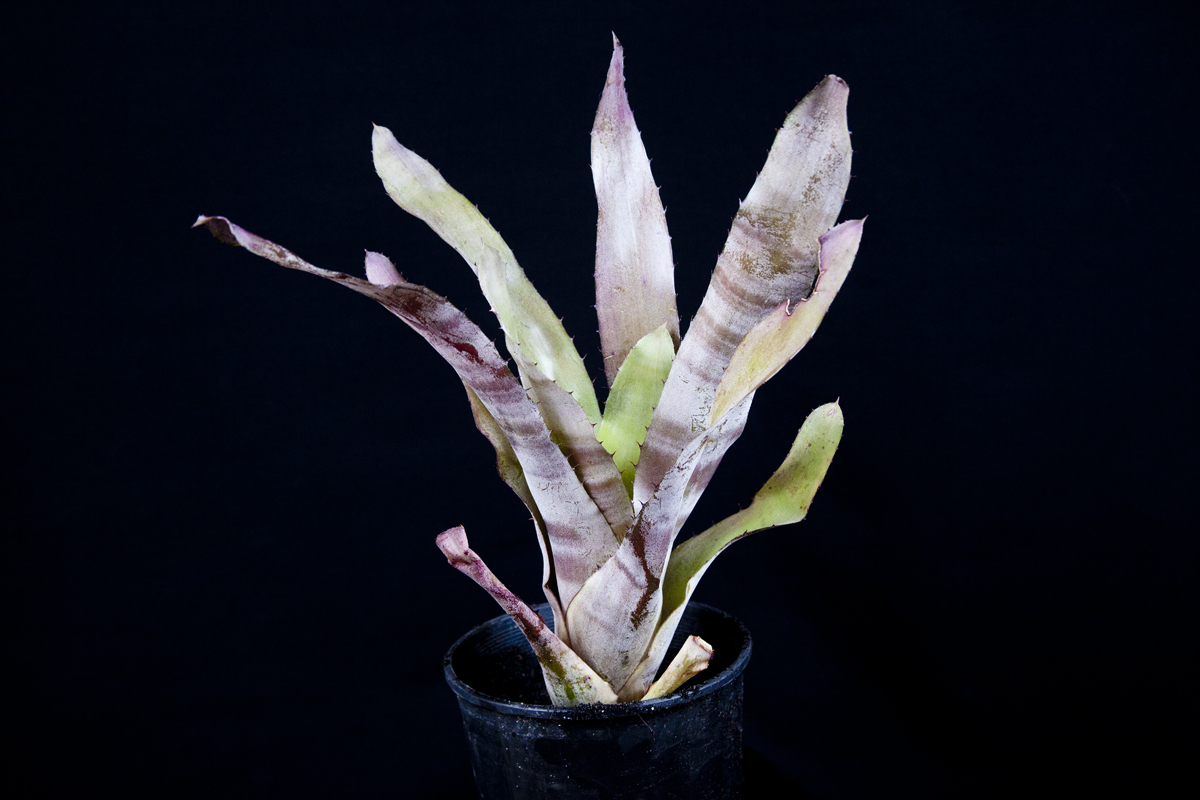 Aechmea flamingo, lloyd godman