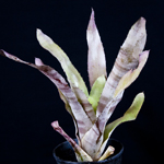 Aechmea Flamingo