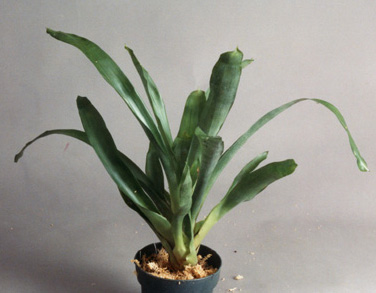 Aechmea cylindrata