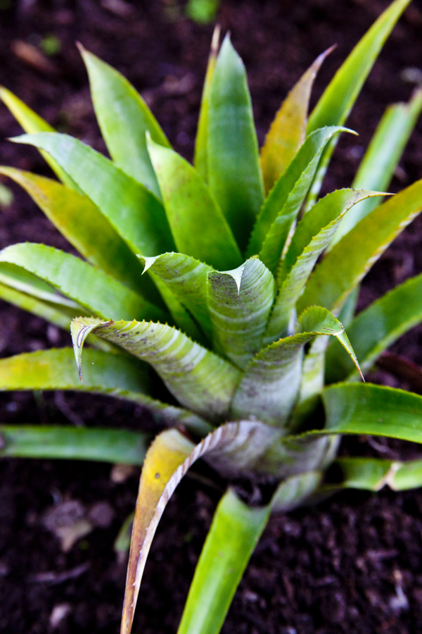 Aechmea echidna, Lloyd Godman