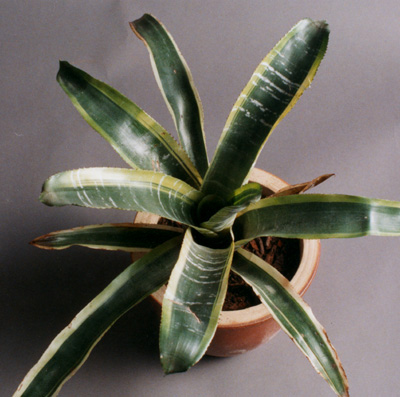 Aechmea Fasciata albo-marginata