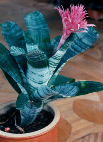 flower of Aechmea fasciata