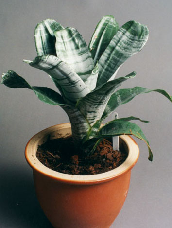 Aechmea fasciata