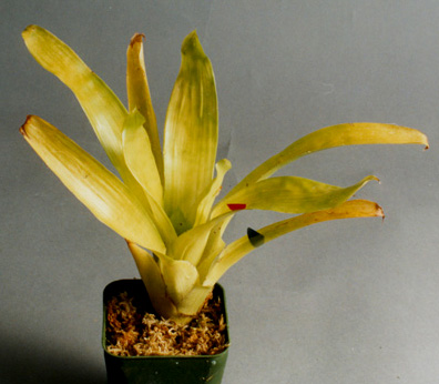 Aechmea filicaulis 