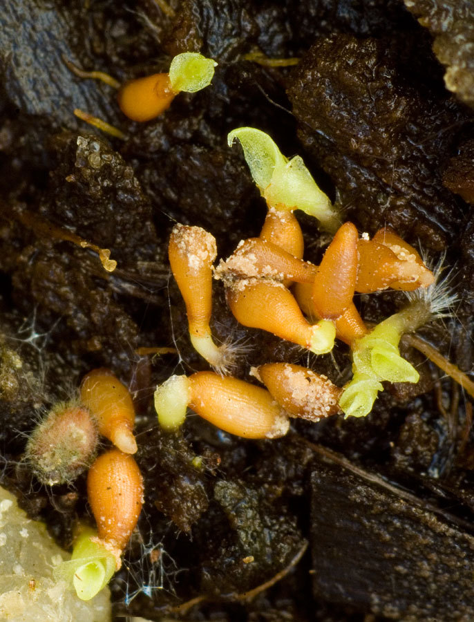 Geminating seeds of Aechmea Gamosepala 