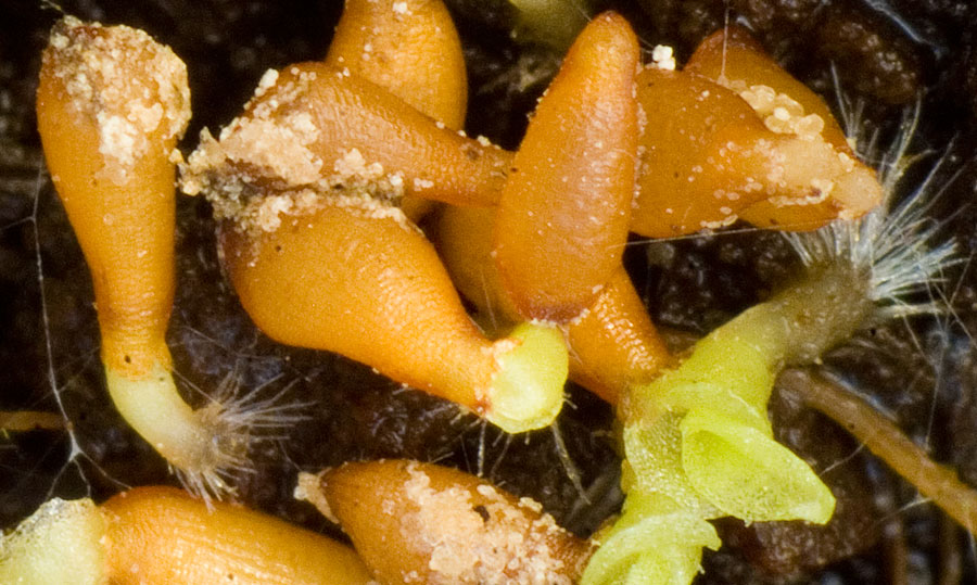 Geminating seeds of Aechmea Gamosepala 