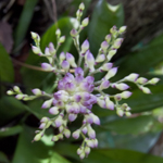 Aechmea Gracilis large form