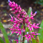 Aechmea Gracilis small form