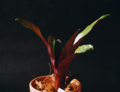 Aechmea Polyantha 