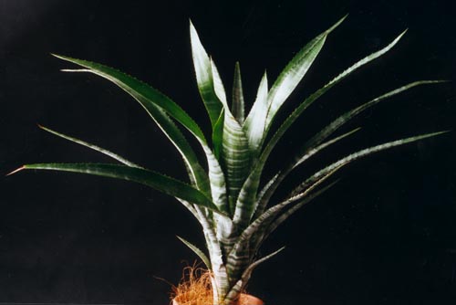 Aechmea Phanerophlebin