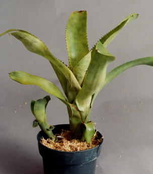 Aechmea Nudicaulis aurea rosa