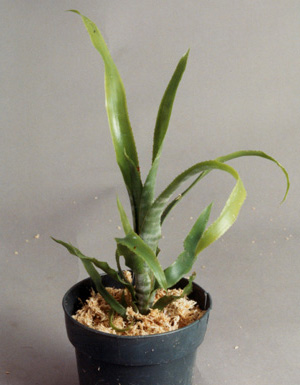 Aechmea Nudicaulis cuspidata