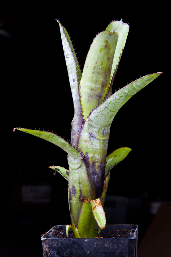 Aechmea nudicaulis blackie , Lloyd Godman