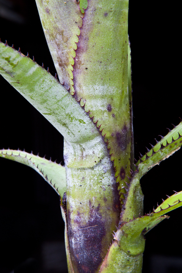 Aechmea nudicaulis blackie, Lloyd Godman