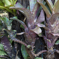 Nudicaulis Rubra