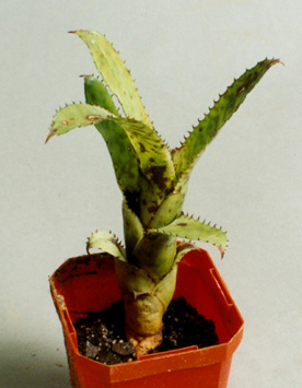 Aechmea Orlandiana 