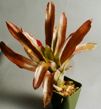 aechmea Pineliana 