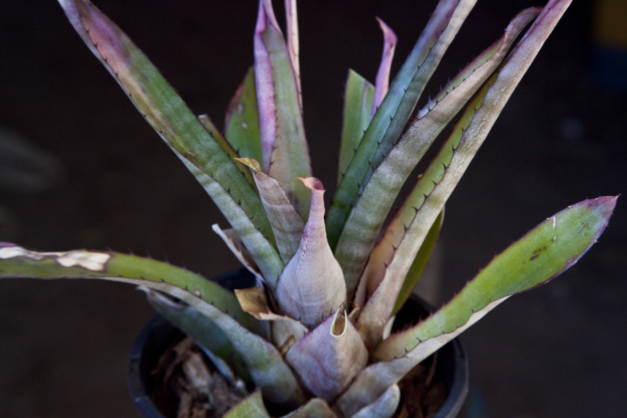 Aechmea Pineliana, Lloyd Godman