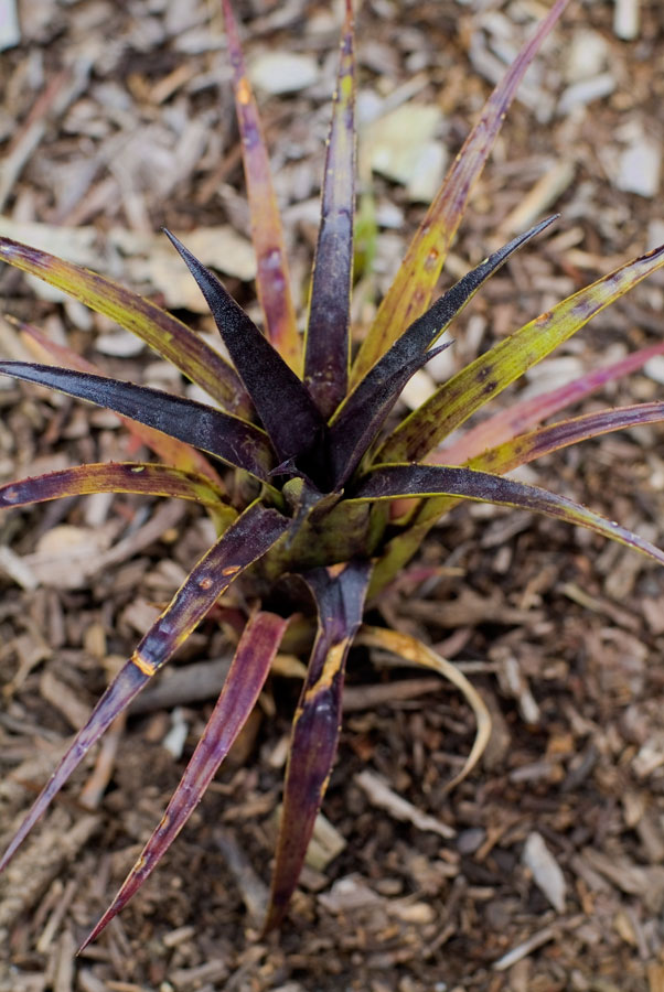 Aechmea Recurvata Var Benrathii - 2