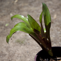 Aechmea red wings