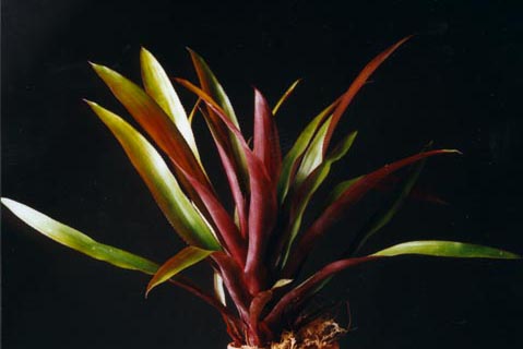 Aechmea Tam Star