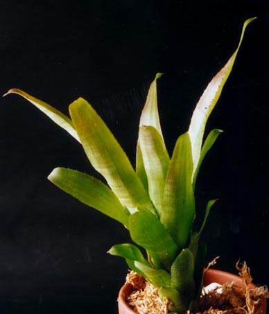 Aechmea triticina var triticina