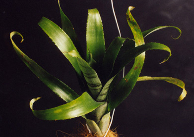 Aechmea triangularis red band 