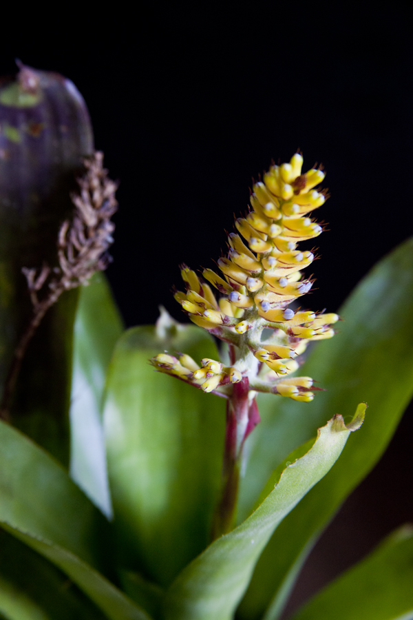 Aechmea, photograph Lloyd Godman