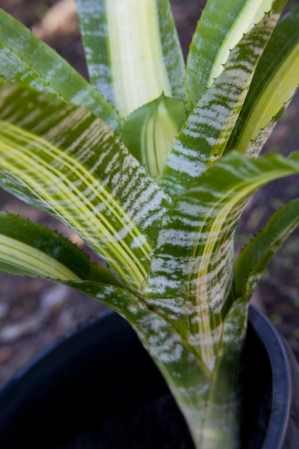 Aechmea fasciata variegated, lloyd godman