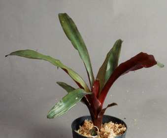 Aechmea fulgeus var discolour