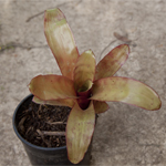 Aechmea Gracilis small form