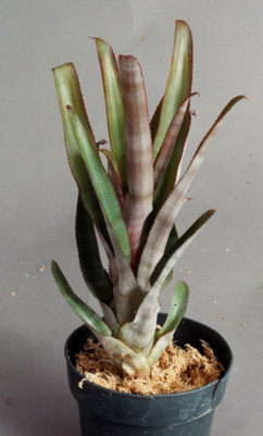 Aechmea lamerarche