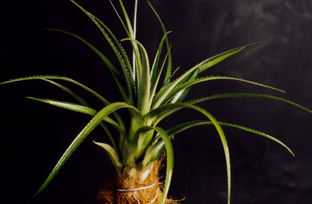 Aechmea Light rays