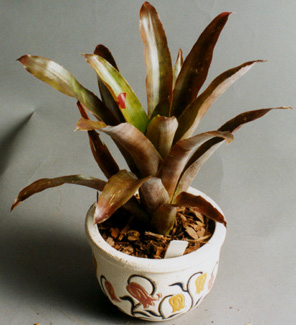 Aechmea lueddemanniana