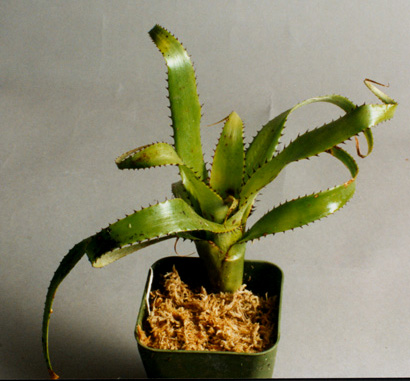 Aechmea triangularis 