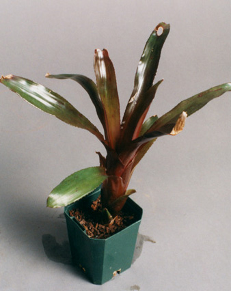 Aechmea warasii 